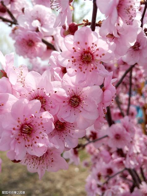 偏桃花意思|偏桃花是什么意思